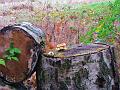 Herfstwandeling op 20-10-2013 (20)
